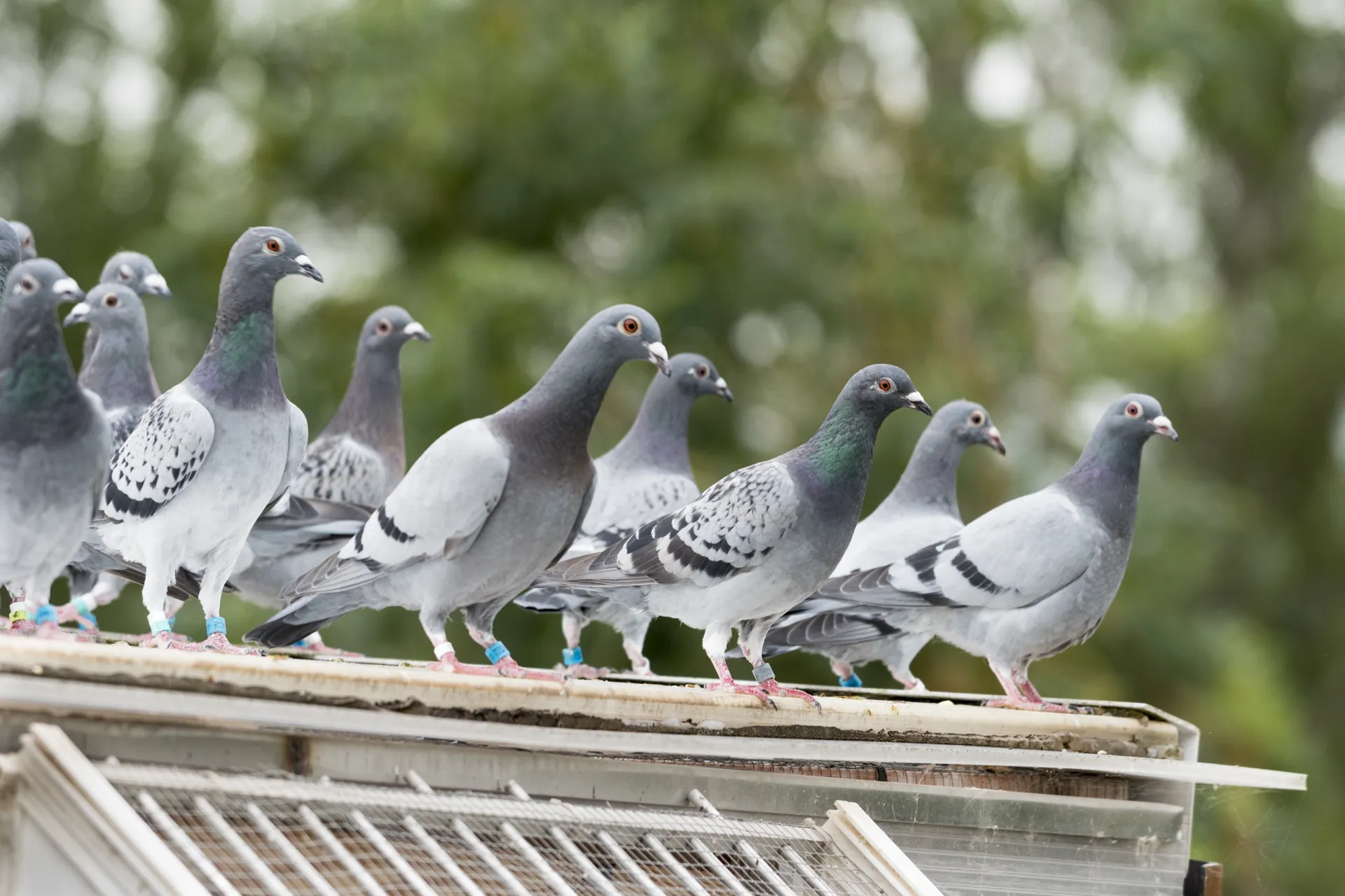 Racing Pigeons