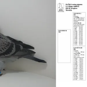 Ponuka mladých holubov II. - 10