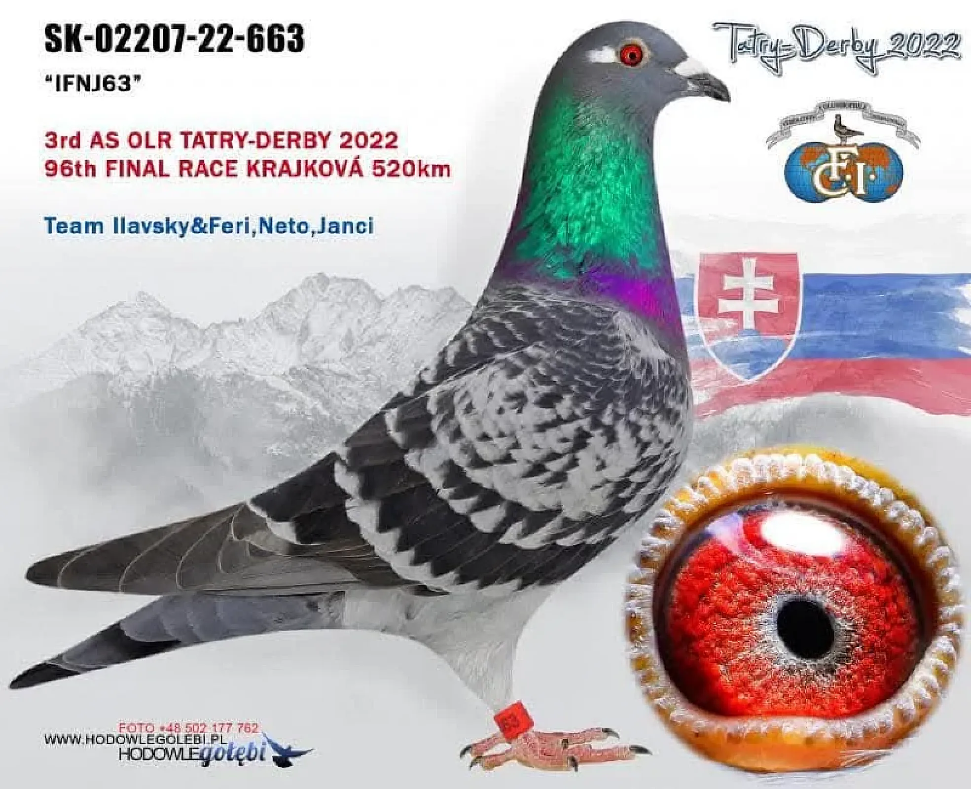 Predaj holubov- závodný team