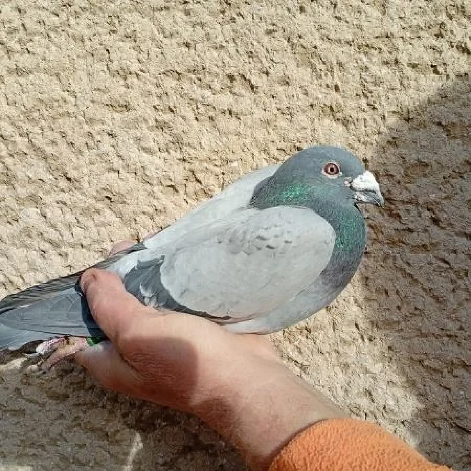 Predaj poštového holuba SK - 18 - 03105 - 436