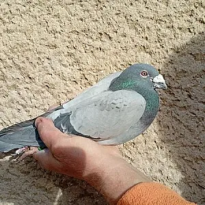 Predaj poštového holuba SK - 18 - 03105 - 436