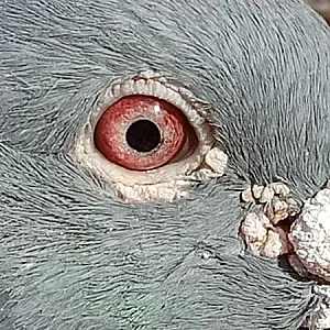 Predaj poštového holuba SK - 18 - 03105 - 436 - 3