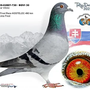 Predám chovnu holubicu  - 3