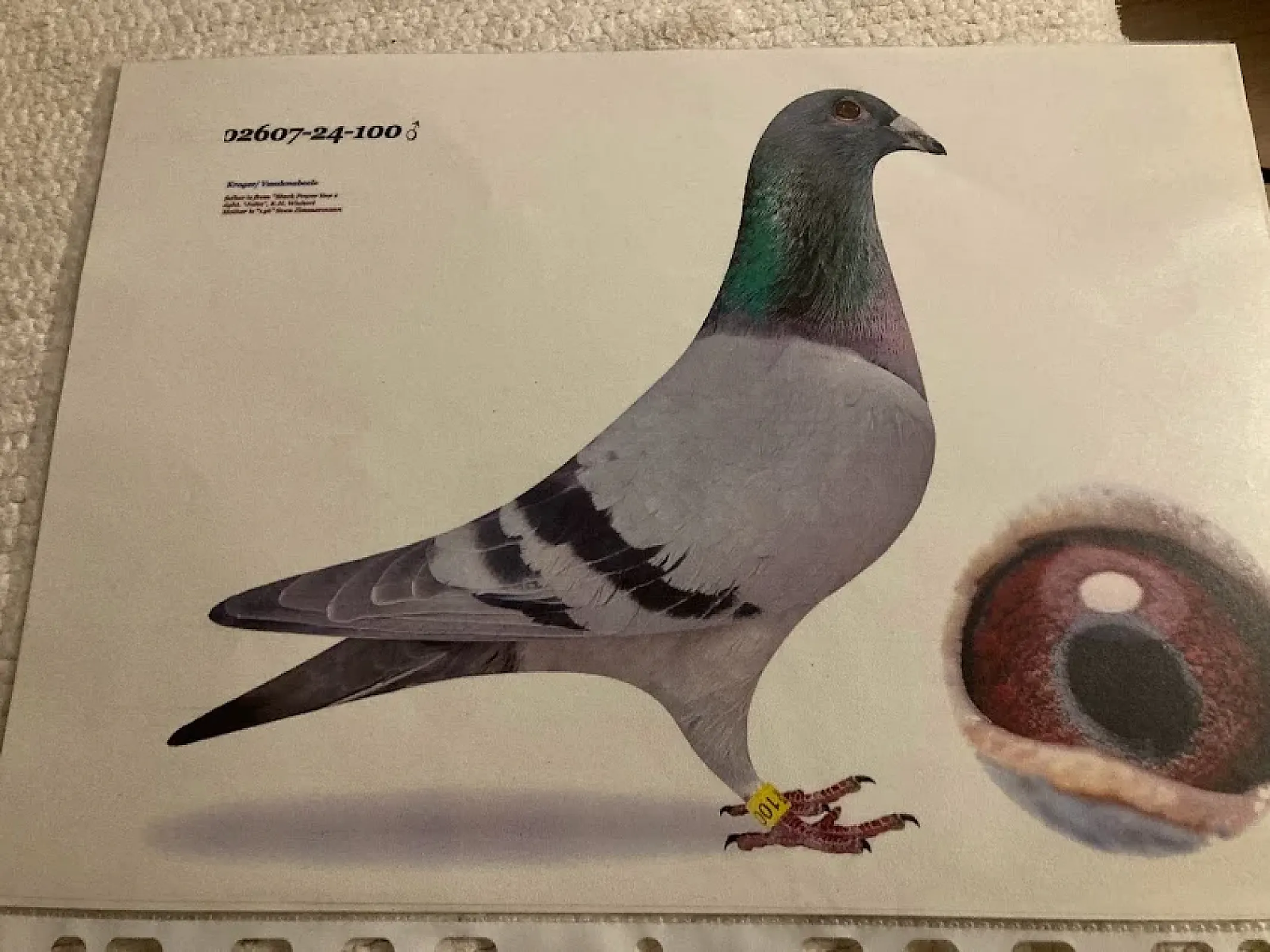 MVDr. Ľubo Bodnár - ukončenie chovu