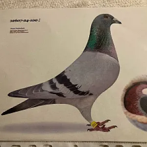 MVDr. Ľubo Bodnár - ukončenie chovu