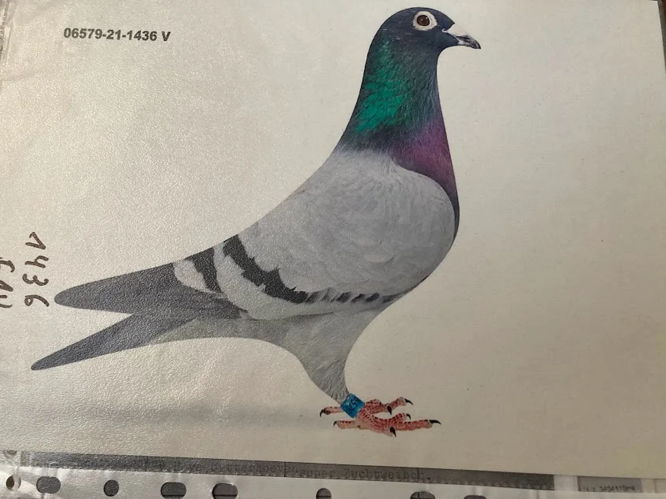 MVDr. Ľubo Bodnár - ukončenie chovu