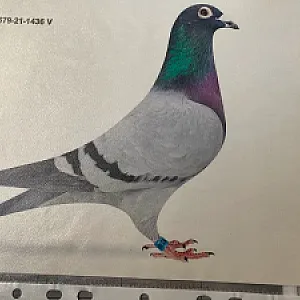 MVDr. Ľubo Bodnár - ukončenie chovu