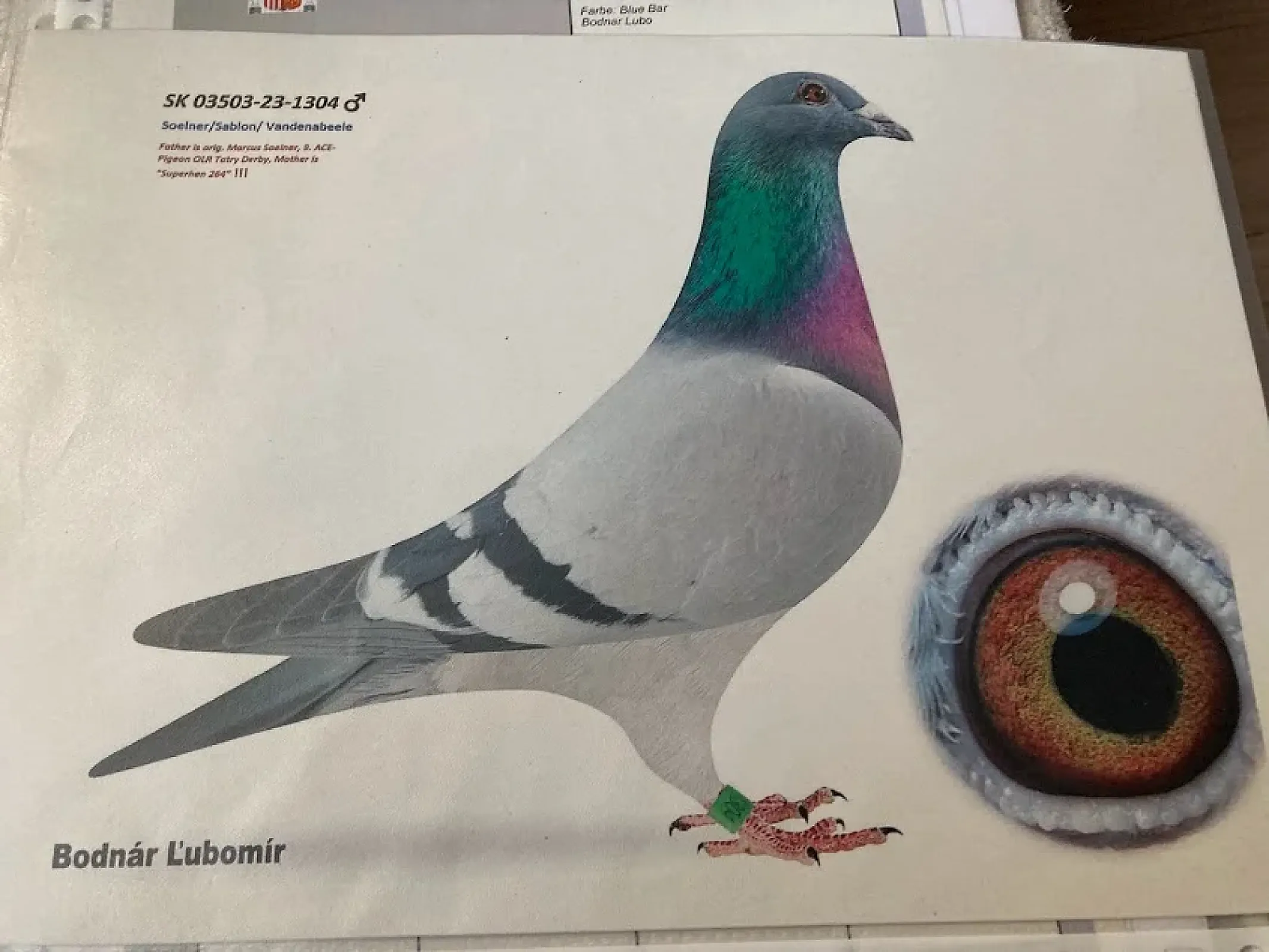 MVDr. Ľubo Bodnár - ukončenie chovu