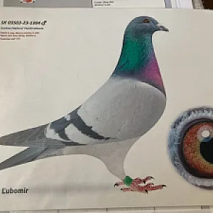MVDr. Ľubo Bodnár - ukončenie chovu