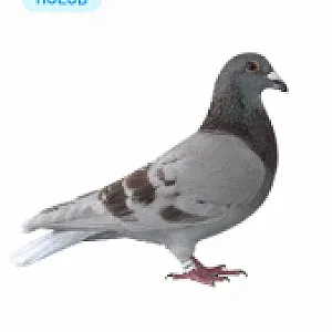 Predaj chovných holubov