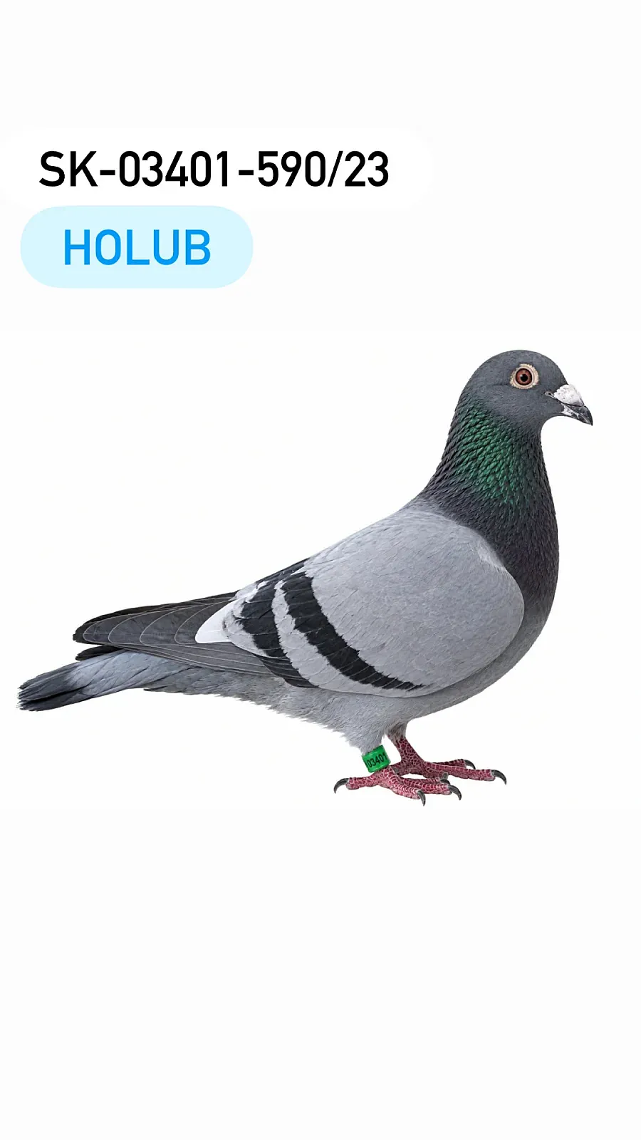 Predaj chovných holubov
