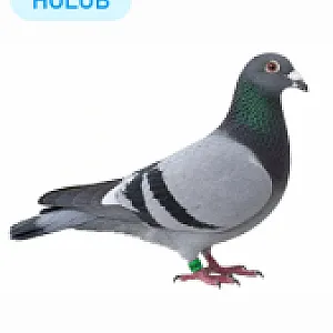 Predaj chovných holubov