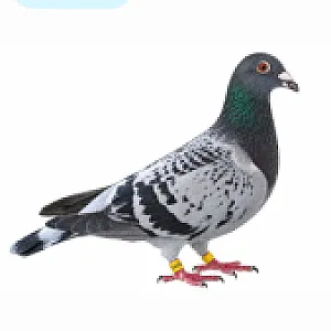 Predaj chovných holubov