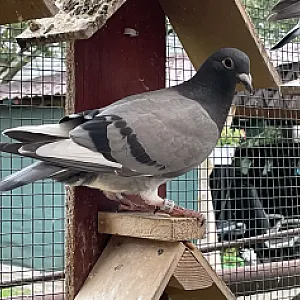 Poštové holuby - ročník 2025 - 6