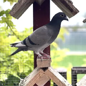 Poštové holuby - ročník 2025 - 3