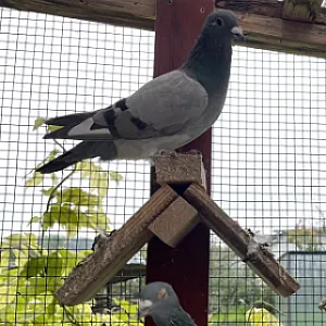 Poštové holuby - ročník 2025 - 5