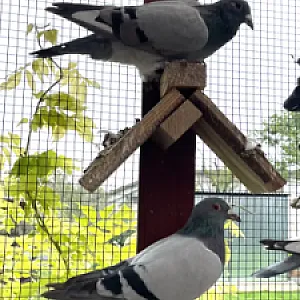 Poštové holuby - ročník 2025 - 4