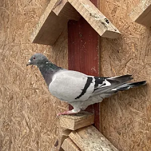 Poštové holuby - ročník 2025 - 7