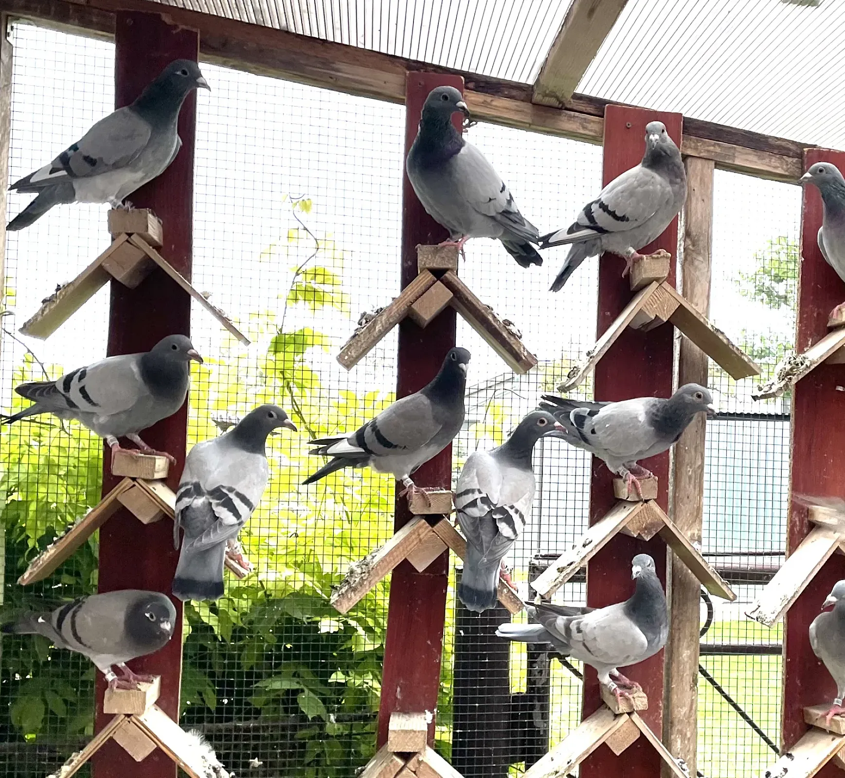 Poštové holuby - ročník 2025