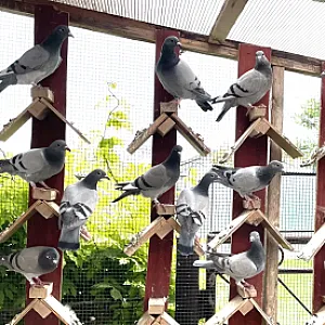 Poštové holuby - ročník 2025