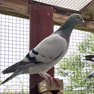 Poštové holuby - ročník 2025 - 9