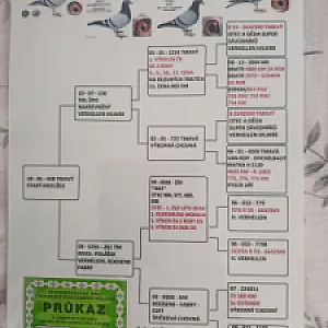 Chovné holuby  - 10