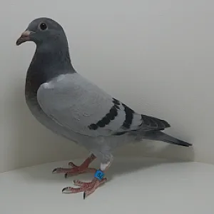 Predaj mladých holubov 