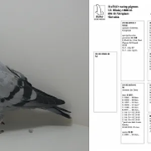 Ponuka mladých holubov - 9