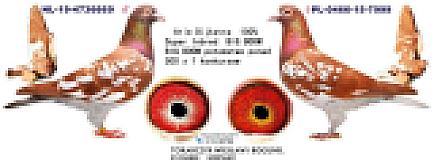 para-choco.jpg-999x367