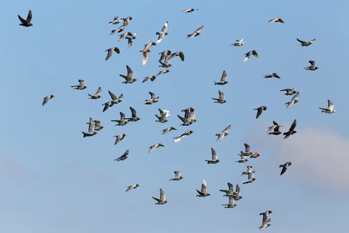 Preteky poštových holubov